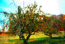 [Picture of small orchard on New England mountainside]
